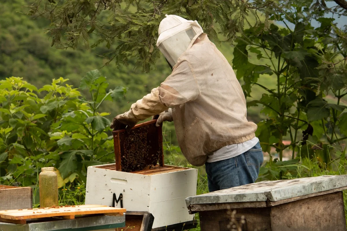 A beekeeper in a veil lifting a honey-laden frame from a hive in a green apiary, a filled jar of honey resting on the hive box beside them
