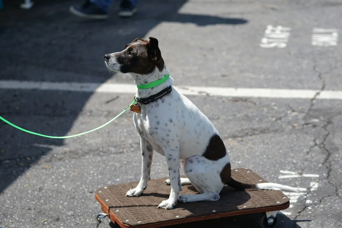 A small black-and-white spotted dog sitting upright and alert on a low wooden wheeled platform on sunlit asphalt, leash extending out of frame — a literal reading of the "weighing the dog" analogy this post opens with