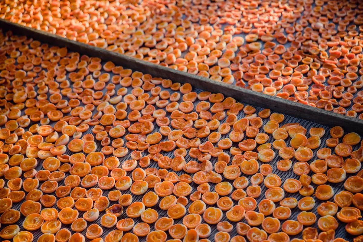 Hundreds of halved apricots spread edge to edge across mesh racks in long wooden-framed drying trays