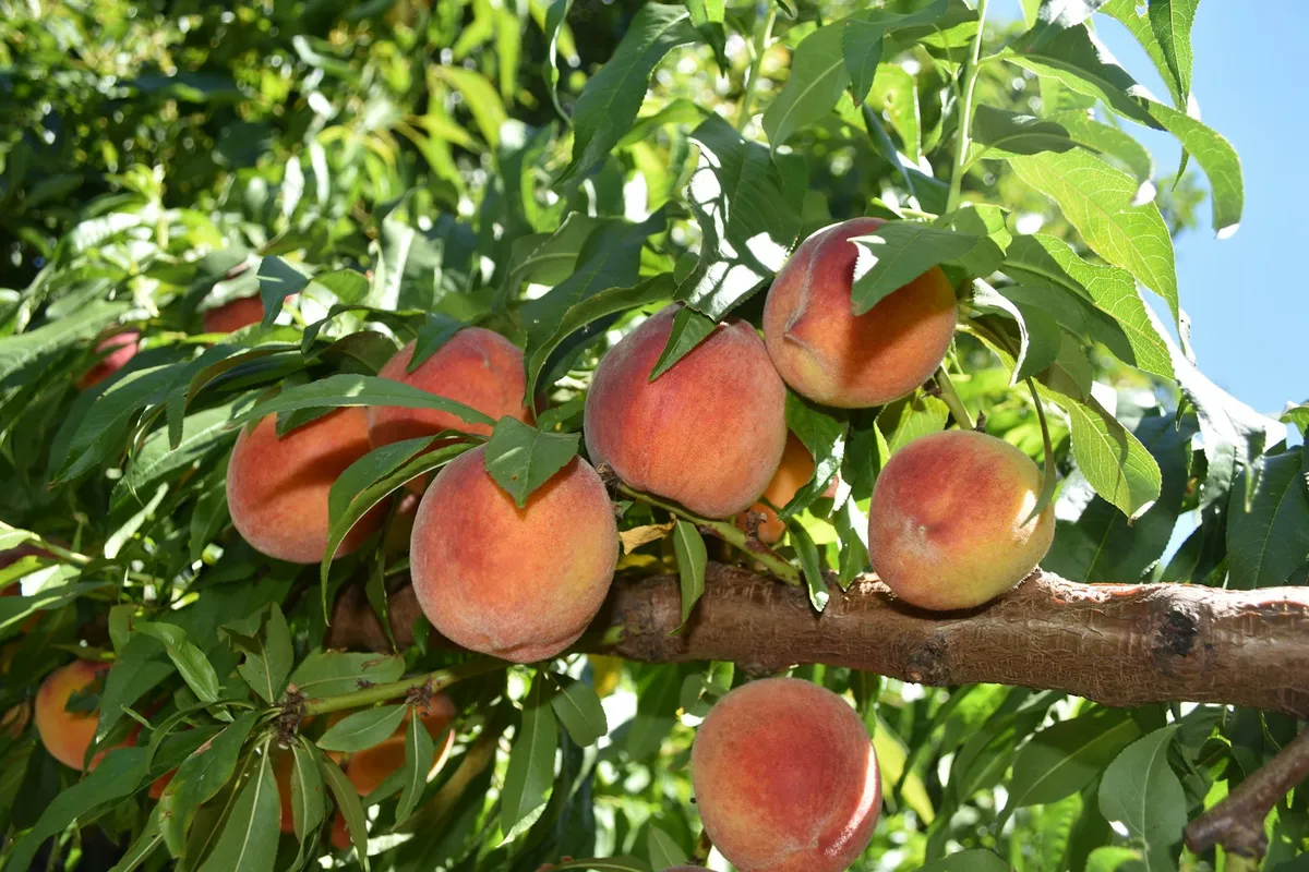 A close-up of ripe sunlit Georgia peaches hanging in a cluster from a peach tree branch, with green serrated leaves and bright blue sky behind them in the orchard