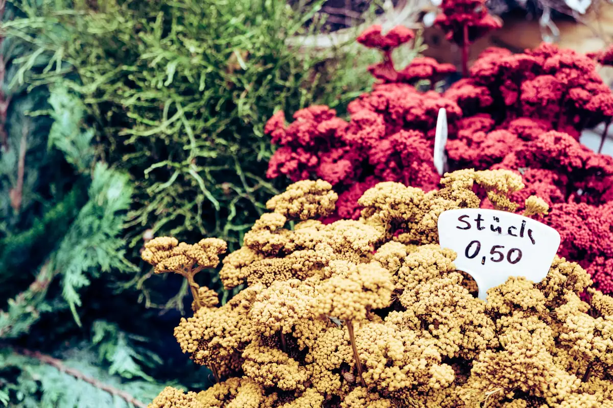 A small hand-lettered price tag reading 0,50 per piece propped among bunches of dried yellow and deep red yarrow on a market stall