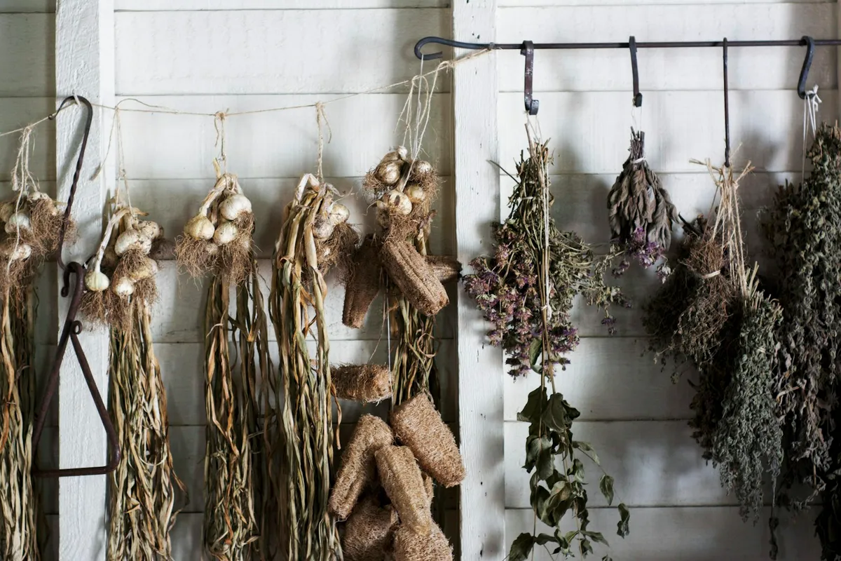 Dried herb bundles, garlic braids, and bunches of lavender and oregano hanging from iron hooks on a whitewashed wooden wall in a small apothecary drying room