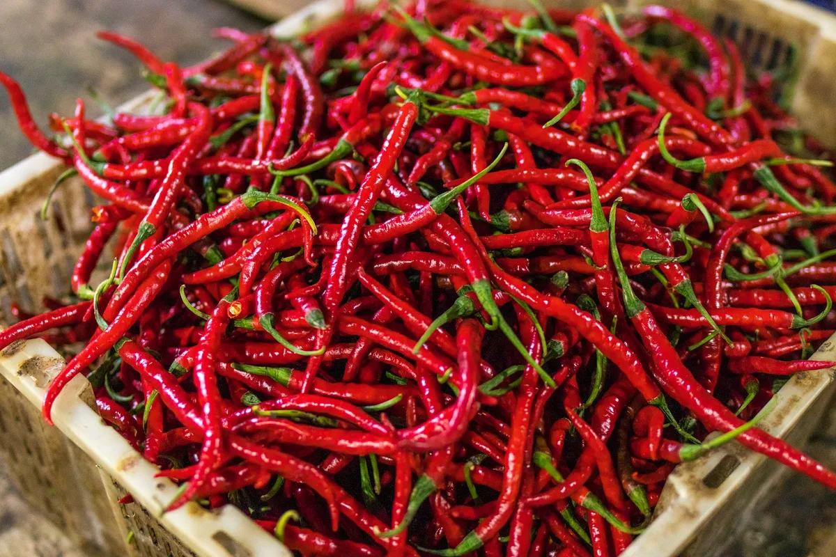 A production crate overflowing with freshly harvested long red chili peppers with green stems, viewed from above in natural light