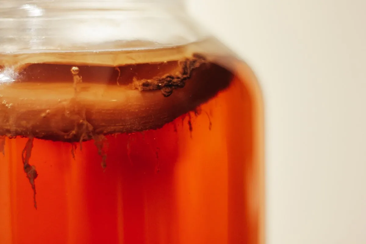 Close-up of an active kombucha brewing vessel — amber tea filling the glass jar with a translucent SCOBY clinging to the surface and trailing strands descending into the liquid.