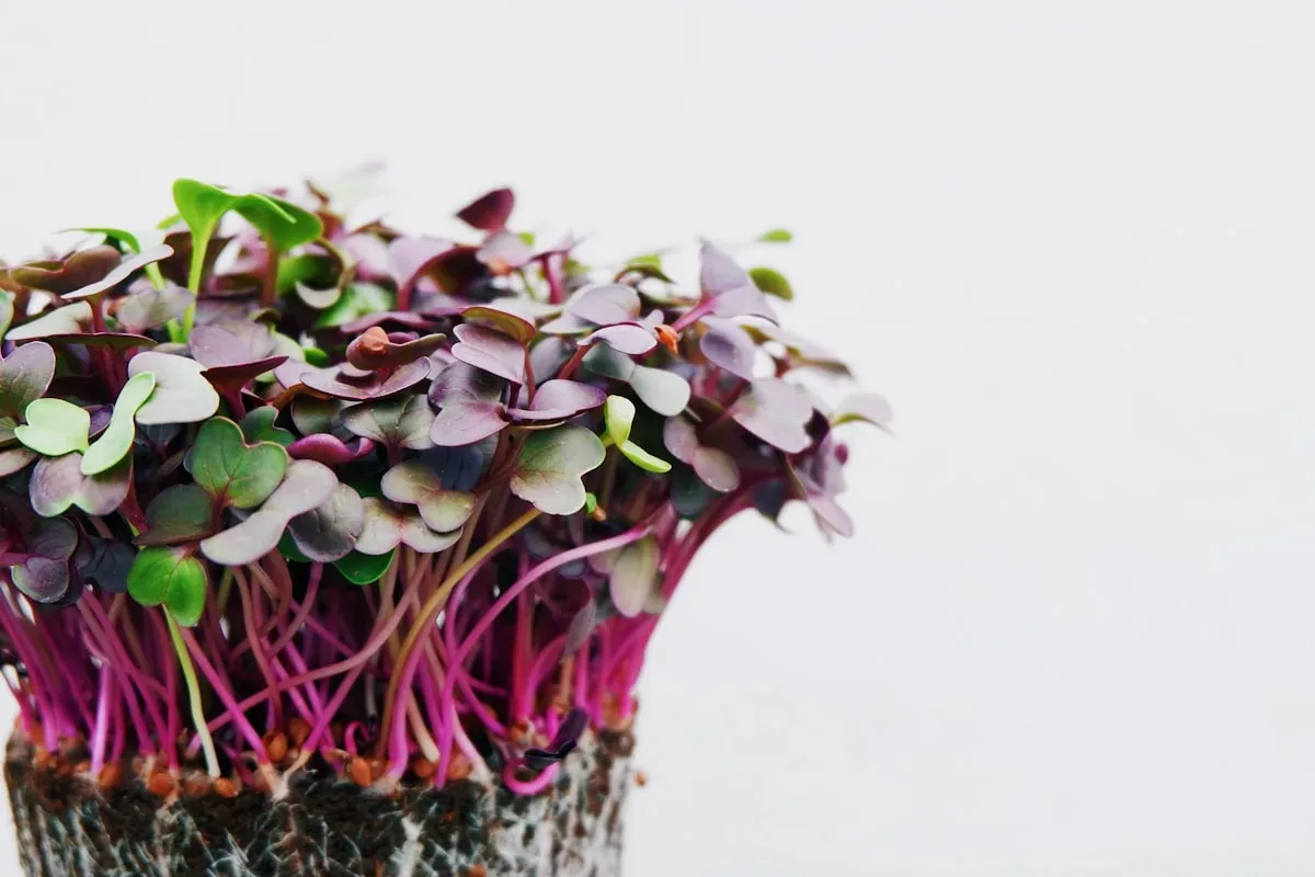 A dense pad of purple-stemmed radish microgreens with green and burgundy leaves, grown on a seed-studded mat against a clean white background, ready to harvest