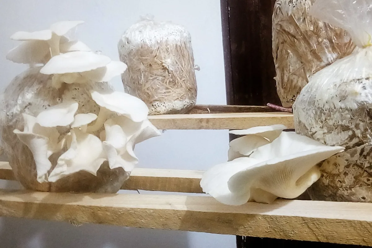 Two fruiting oyster mushroom blocks on a wooden shelf in a small grow room — white oyster clusters emerging from substrate bags that are still mostly intact, the mycelium-colonized straw substrate visible through the plastic