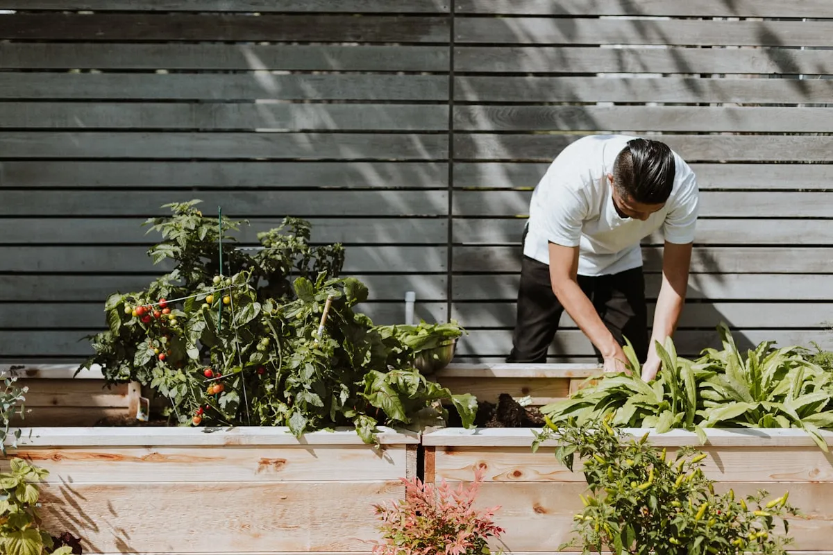 Person tending raised wooden vegetable beds with tomato plants and leafy greens against a slatted wood fence in dappled sunlight