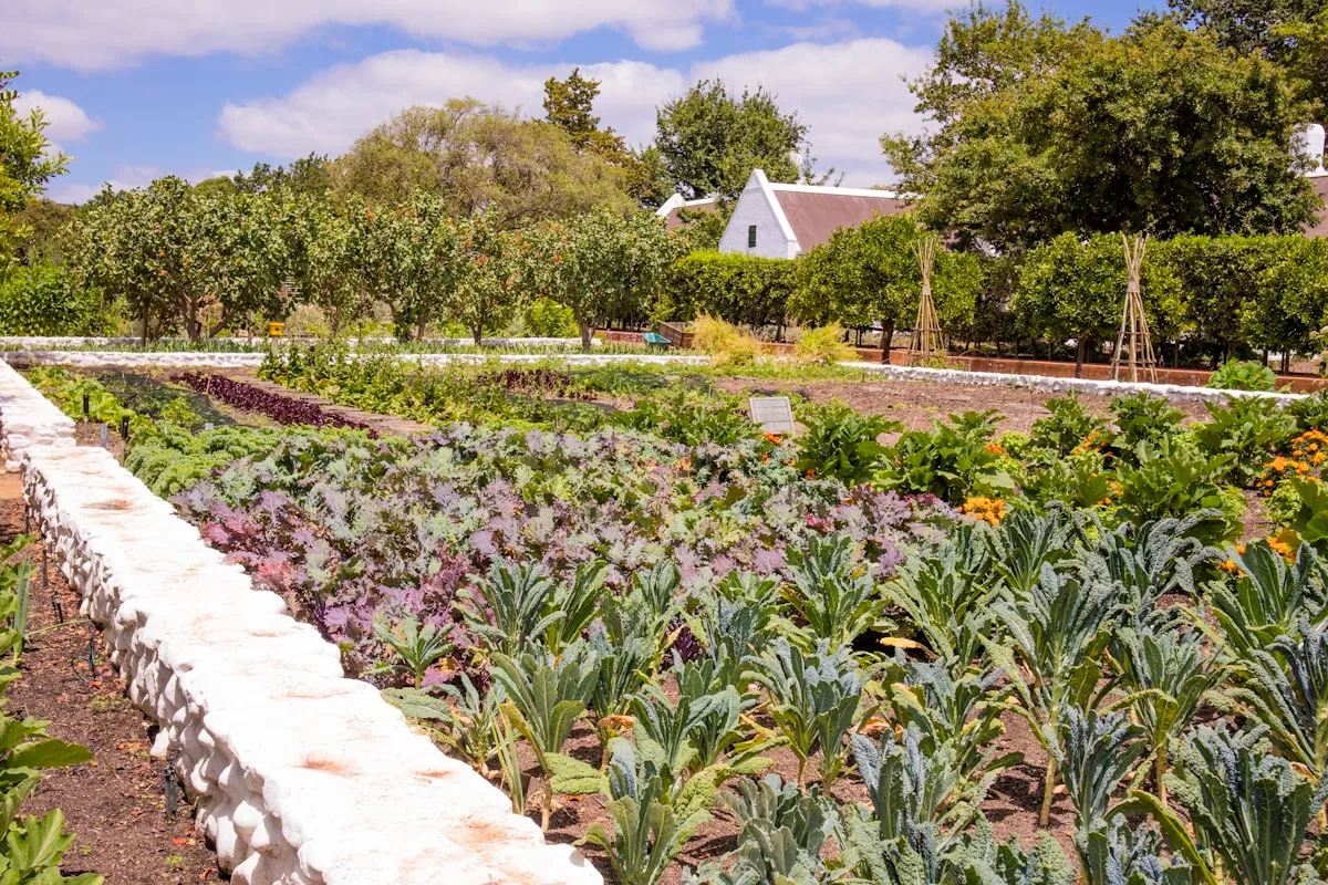 A small market garden with raised beds of cabbage, kale, and mixed vegetables, bordered by low white walls with fruit trees and a farmhouse behind